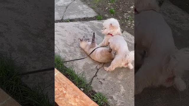 #funny #dog & #cat #sex #public #funny #dog & #cat #sex #public