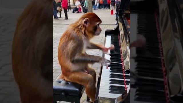 Enjoy a fresh and emotional twist on global hit dance monkey #dancemonkey #pianomusic #shorts Enjoy a fresh and emotional twist on global hit dance monkey #dancemonkey #pianomusic #shorts