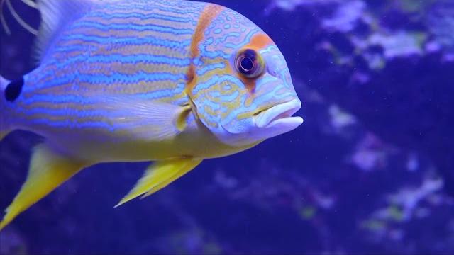 Oceans of life Oceans of life