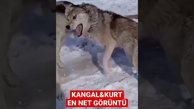 Kurt ve kangal #kangal #kurt #köpek #keşfet #video #vblog Kurt ve kangal #kangal #kurt #köpek #keşfet #video #vblog