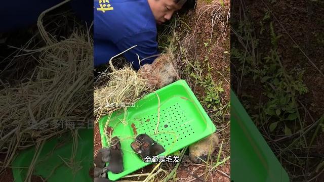 挖兔子洞抓小兔子 上山挖兔子洞抓小兔子,自家养的想抓就抓#兔子 #动物 #三农#散养兔子 #农村创业养殖 挖兔子洞抓小兔子 上山挖兔子洞抓小兔子,自家养的想抓就抓#兔子 #动物 #三农#散养兔子 #农村创业养殖