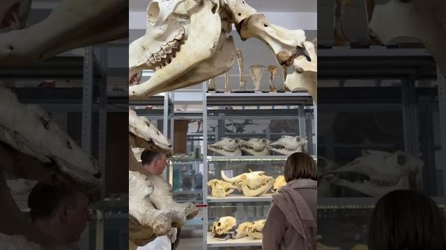 Международное сотрудничество бсж Международное сотрудничество бсж