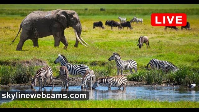Live webcam from kenya - voi wildlife lodge tsavo Live webcam from kenya - voi wildlife lodge tsavo