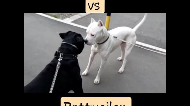 Rottweiler vs argentina Rottweiler vs argentina