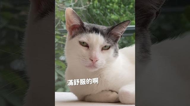 幫貓咪拍屁屁的科技? #貓咪日常 #cat #貓咪 幫貓咪拍屁屁的科技? #貓咪日常 #cat #貓咪