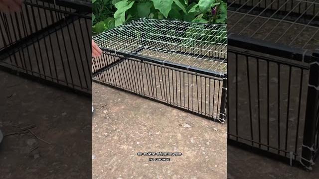 Ловушка для птиц Ловушка для птиц