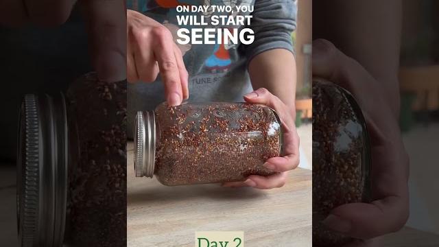 Easy broccoli sprouts 🫙 Easy broccoli sprouts 🫙