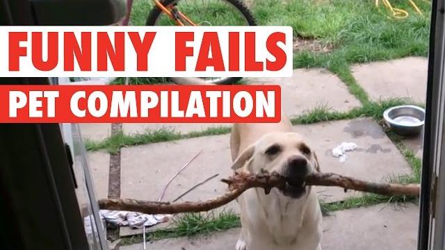 Funny dogs and cats || silly pet fails compilation Funny dogs and cats || silly pet fails compilation