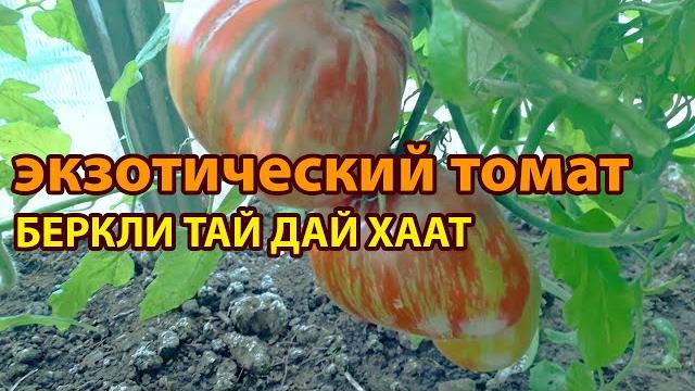Томат беркли тай дай хаат! полный обзор сорта Томат беркли тай дай хаат! полный обзор сорта