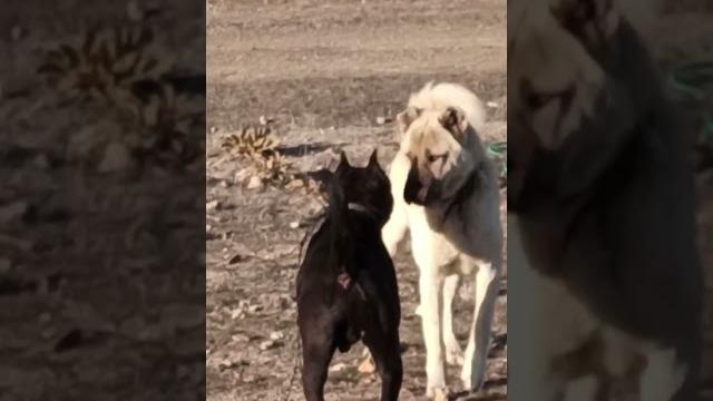 Kangal vs pi̇tbull ️ Kangal vs pi̇tbull ️