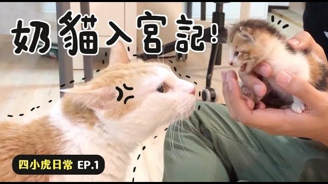 【黃阿瑪的後宮生活】奶貓入宮記!四小虎日常ep.1 【黃阿瑪的後宮生活】奶貓入宮記!四小虎日常ep.1