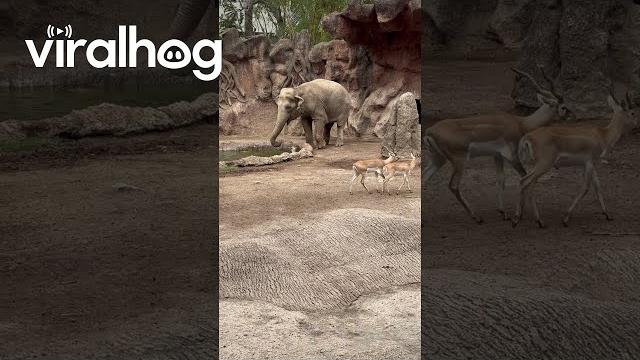 Elephant saves gazelle from drowning || viralhog Elephant saves gazelle from drowning || viralhog