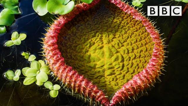 The giant water lily is vicious! the green planet bbc The giant water lily is vicious! the green planet bbc