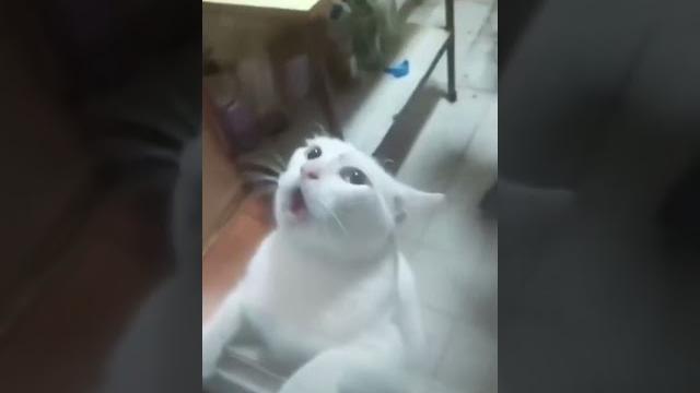 Кот испугался мыши Кот испугался мыши