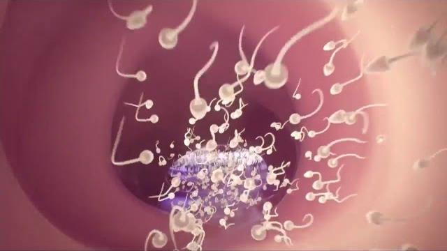 Conception explained Conception explained
