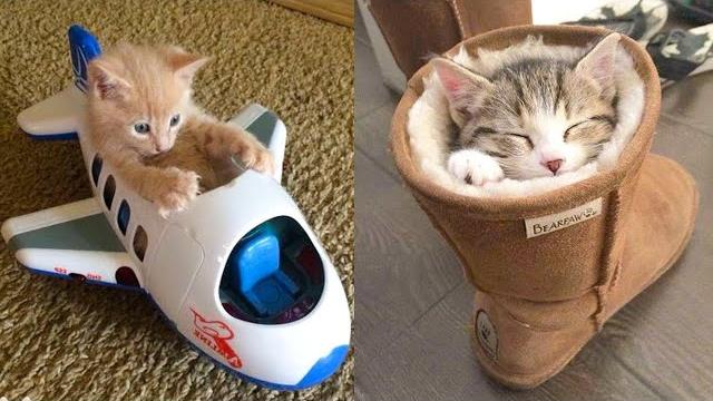 Baby cats - cute and funny cat videos compilation #21 | aww animals Baby cats - cute and funny cat videos compilation #21 | aww animals