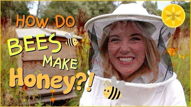How do bees make honey? | beekeeping with maddie #13 How do bees make honey? | beekeeping with maddie #13