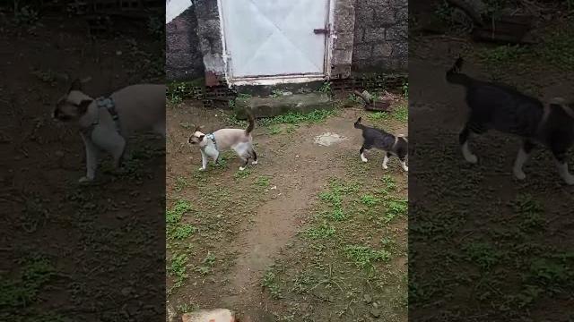 #gatos#cat#mew#douji# #gatos#cat#mew#douji#