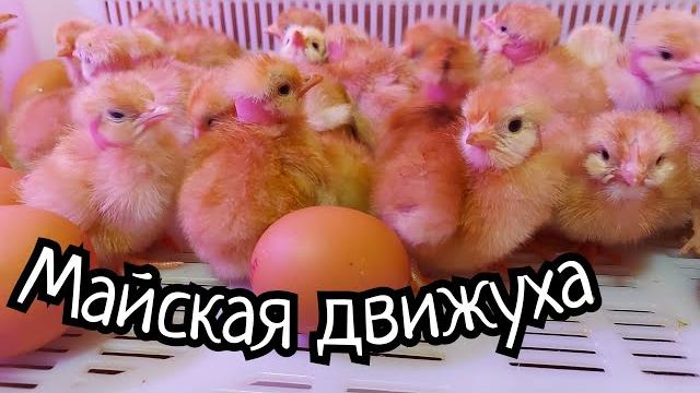 Птица без антибиотика - это не так просто. болезни птицевода. опять всё сломалось. снова виноград. Птица без антибиотика - это не так просто. болезни птицевода. опять всё сломалось. снова виноград.