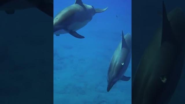 Amazing world-“los secretos del océano: un viaje a través de la vida marina” #amazingworld #animales Amazing world-“los secretos del océano: un viaje a través de la vida marina” #amazingworld #animales