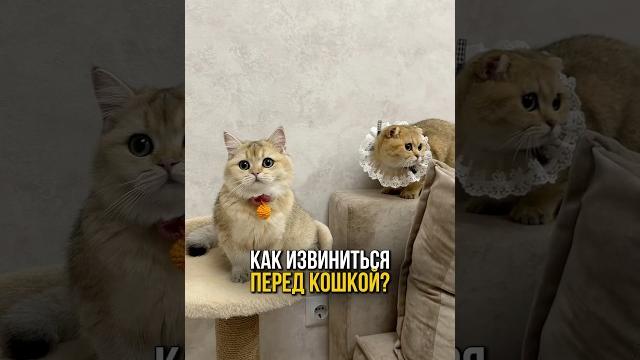 Обидели кошку? вот как вернуть её доверие!️ Обидели кошку? вот как вернуть её доверие!️