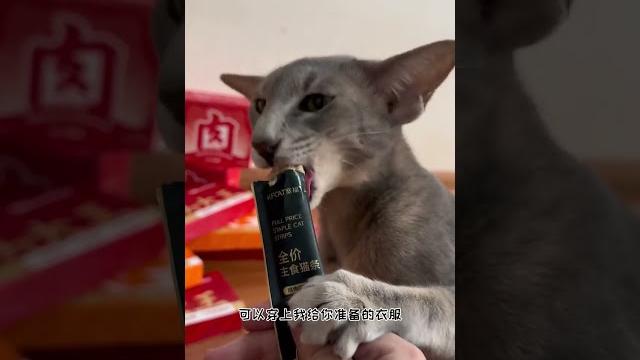 【喵可酱】小猫咪的新年氛围感大片 【喵可酱】小猫咪的新年氛围感大片