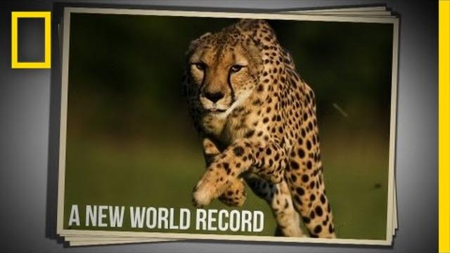 Cincinnati zoo cheetah sets new world speed record in 100 meter run | national geographic Cincinnati zoo cheetah sets new world speed record in 100 meter run | national geographic