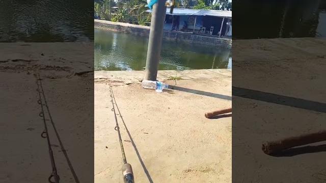 Mancing hot ikan mas dan ikan nila‼️ Mancing hot ikan mas dan ikan nila‼️