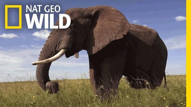 Elephants 101 | nat geo wild Elephants 101 | nat geo wild