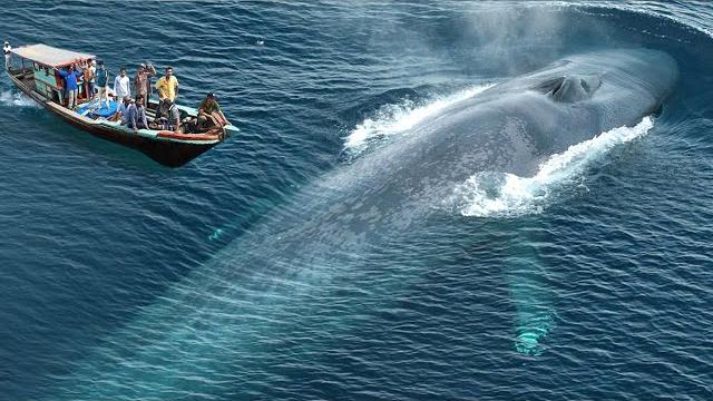 Ikan ikan terbesar di dunia penguasa lautan dalam Ikan ikan terbesar di dunia penguasa lautan dalam