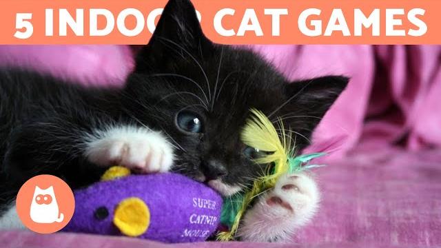 5 games to entertain your cat at home 5 games to entertain your cat at home
