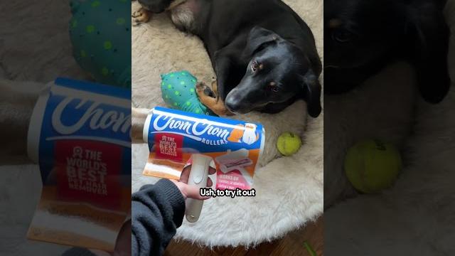 Is the chomchom worth it? | the pack Is the chomchom worth it? | the pack