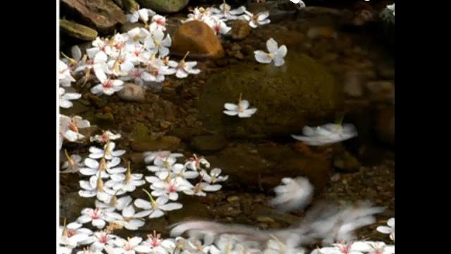 落花流水 落花流水