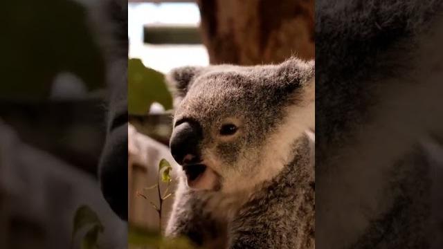 Australia's best! #koala #shorts Australia's best! #koala #shorts