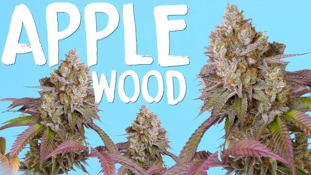 Apple wood seed to harvest by robin hood seeds | vipar spectra p2000 2x4 indoor grow | home grow tv Apple wood seed to harvest by robin hood seeds | vipar spectra p2000 2x4 indoor grow | home grow tv