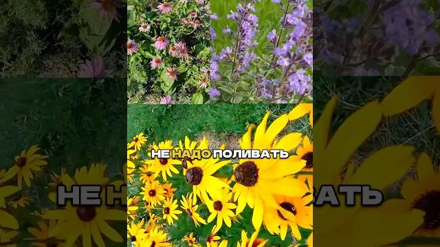 Посадил и забыл: цветут до осени и без полива! Посадил и забыл: цветут до осени и без полива!