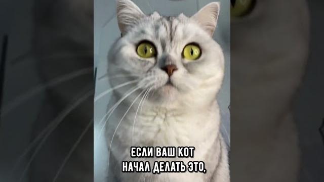 Если ваш кот начала делать это - срочно покажите его ветеринару #кошка #коты #shorts Если ваш кот начала делать это - срочно покажите его ветеринару #кошка #коты #shorts