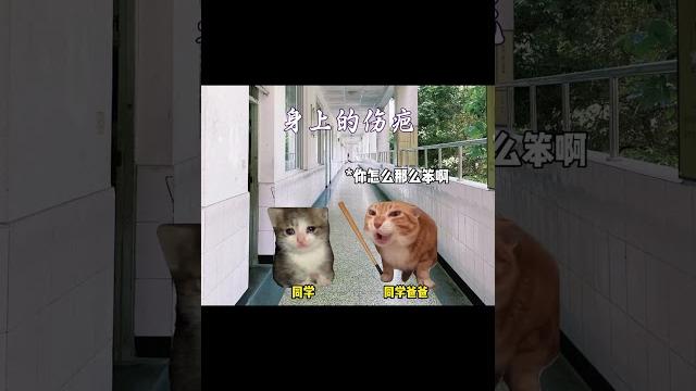 #猫meme #搞笑 #表情包 #猫meme #搞笑 #表情包
