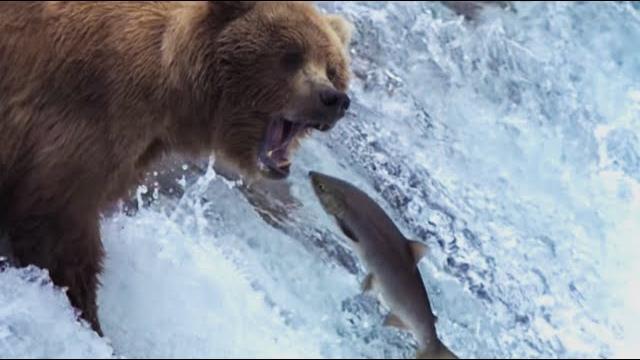 Grizzly bears catching salmon | nature's great events | bbc earth Grizzly bears catching salmon | nature's great events | bbc earth