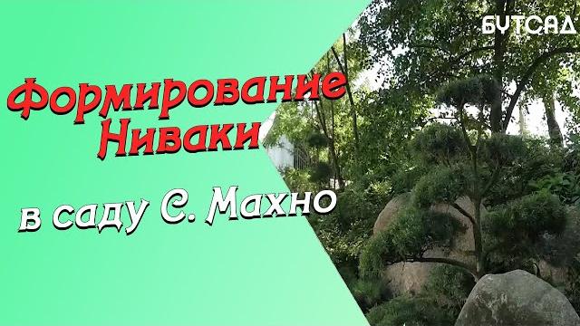 Формирование ниваки в саду с.махно часть 1 Формирование ниваки в саду с.махно часть 1