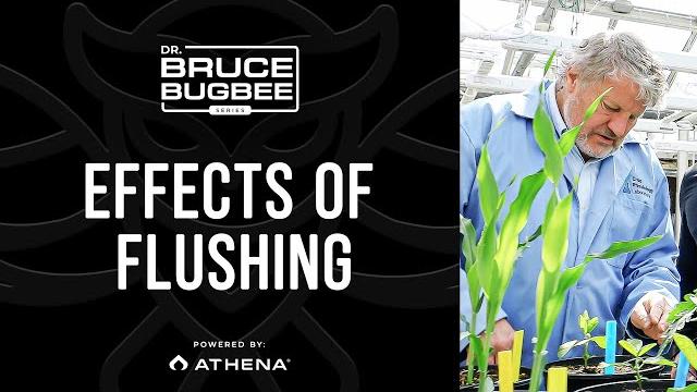 Bruce bugbee series – effects of flushing Bruce bugbee series – effects of flushing