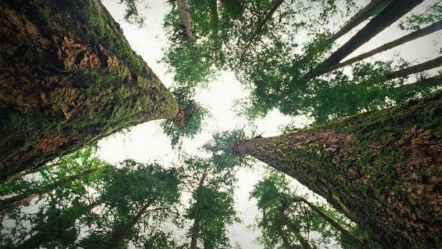 How trees talk to each other | suzanne simard How trees talk to each other | suzanne simard
