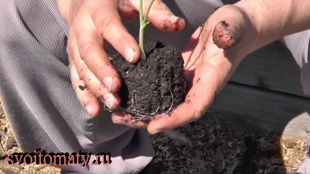 Как высадить рассаду лука эксибишен Как высадить рассаду лука эксибишен