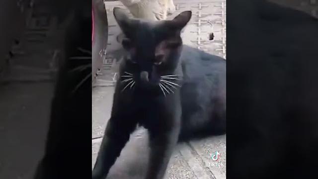 Спалил измену Спалил измену