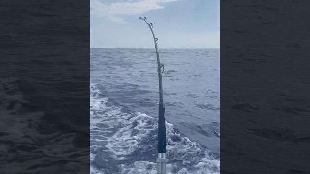Afternoon mish for fish with captain jones ️ #kusasilures #islandlife #tunafishing #tuna Afternoon mish for fish with captain jones ️ #kusasilures #islandlife #tunafishing #tuna