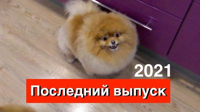 Последний выпуск 2021. шпиц оливия в шоке. пиво для собак. вкусное сало. новогодняя солянка. влог Последний выпуск 2021. шпиц оливия в шоке. пиво для собак. вкусное сало. новогодняя солянка. влог