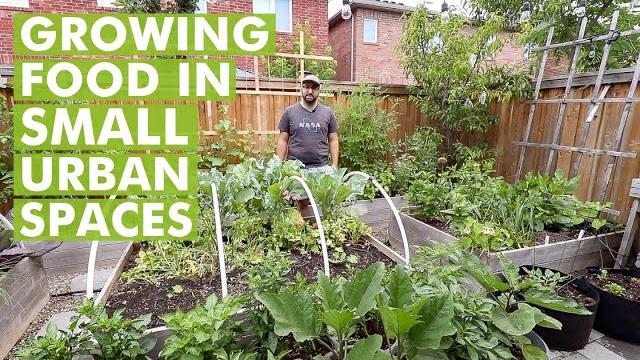 Growing food in urban small spaces - urban gardening Growing food in urban small spaces - urban gardening