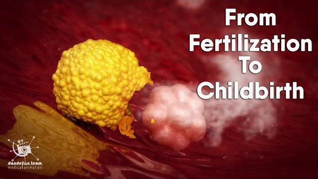 Educational content ,from fertilization to childbirth | 3d medical animation | by dandelion team Educational content ,from fertilization to childbirth | 3d medical animation | by dandelion team