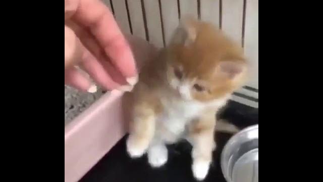 Учимся умываться Учимся умываться
