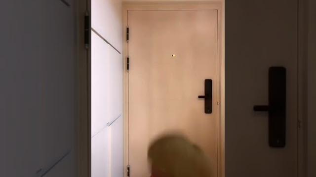 猪小七 猪小七